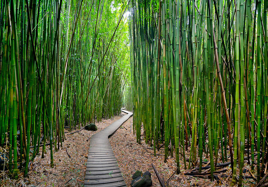 Bamboo Brilliance Photograph by Sean Davey
