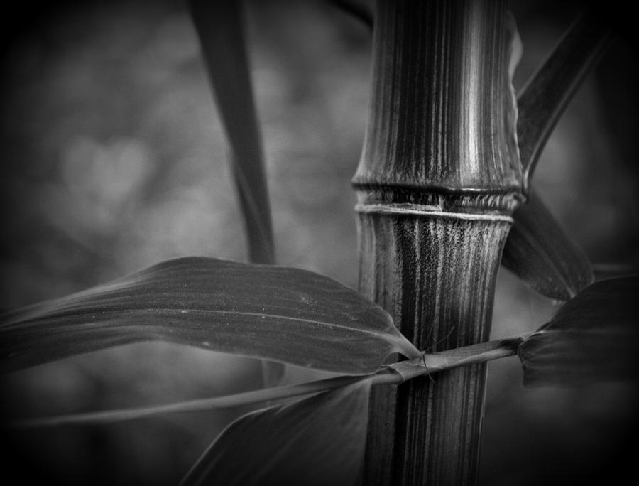 Bamboo Cane and Leaf Photograph by Nathan Abbott