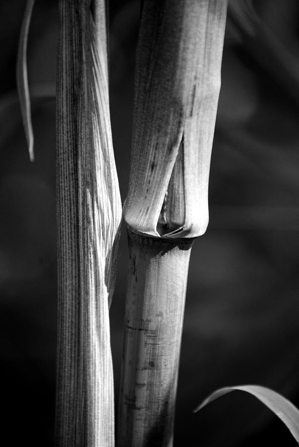 Bamboo Cane  Photograph by Nathan Abbott