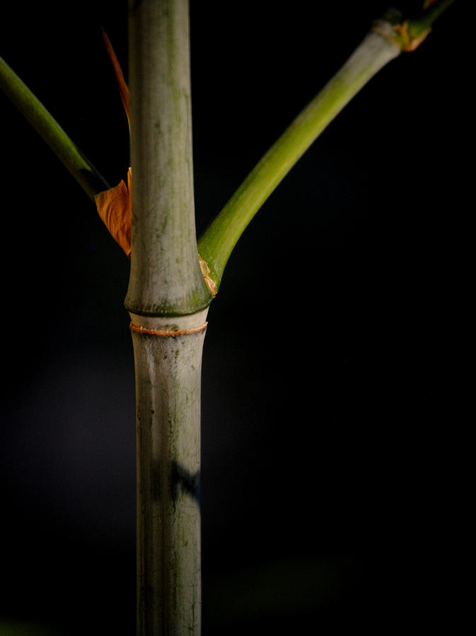 Bamboo Cane Phyllostachys rubromarginata Photograph by Nathan Abbott