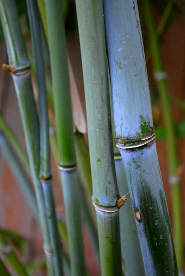 Bamboo Canes Photograph by Nathan Abbott