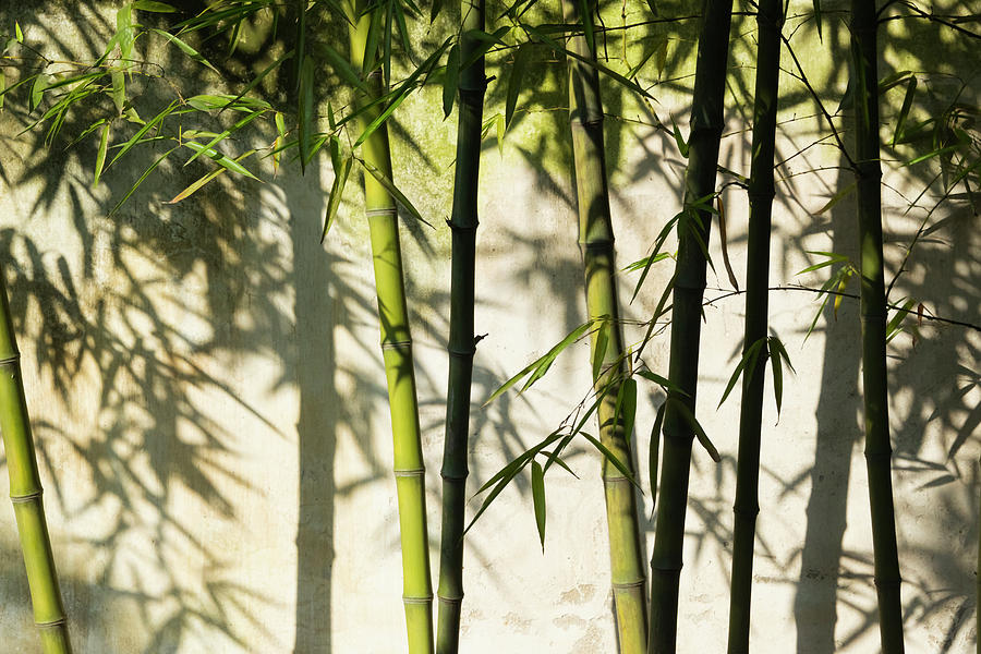 Landscape Photograph - Bamboo Casting Shadows, Suzhou, Jiangsu by Keren Su