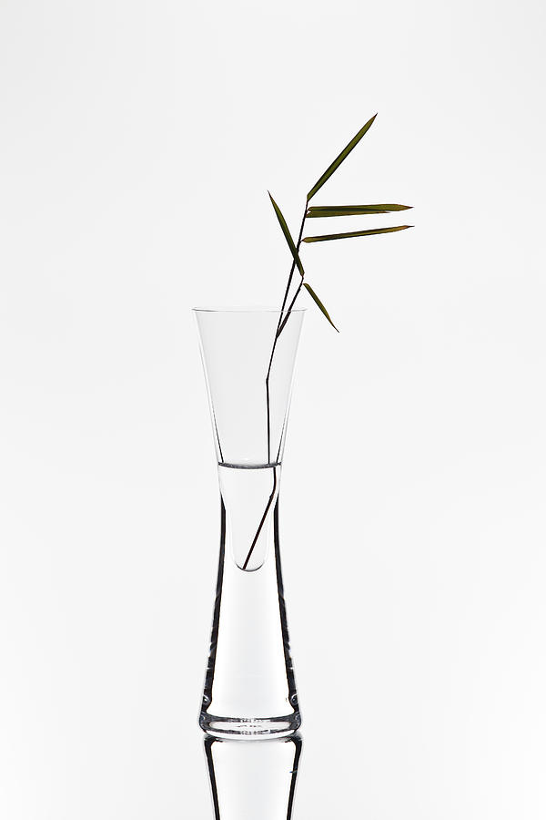 Vase Photograph - Bamboo by Christian Pabst Vase Photograph - Bamboo by Christian Pabst
