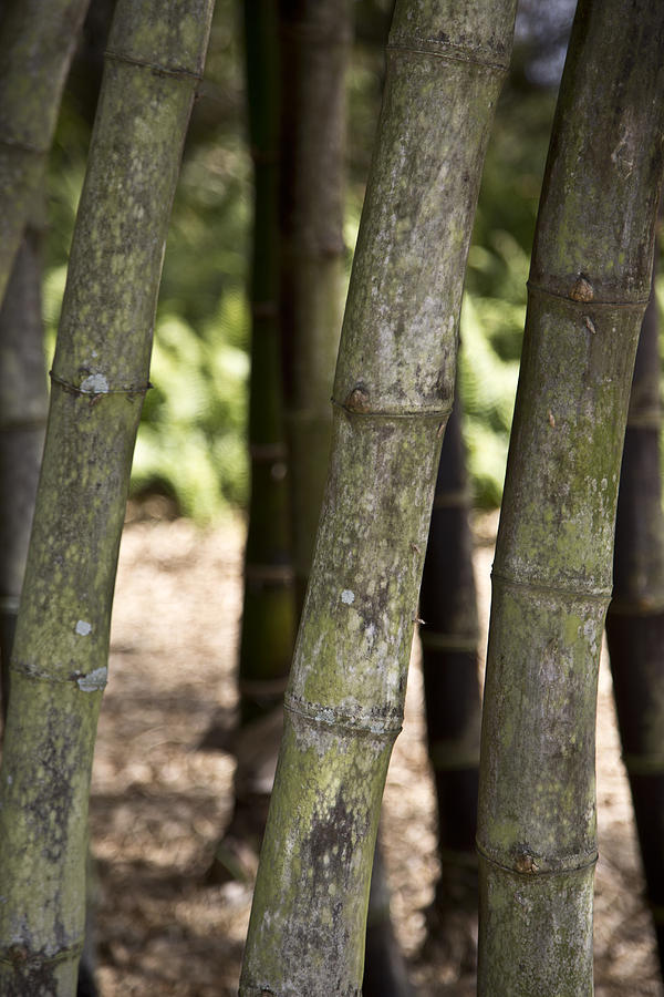 Bamboo Closeup Photograph by Lindsey Weimer