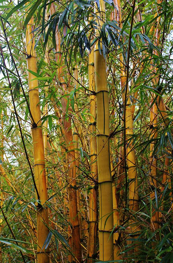 Bamboo Photograph - Bamboo by Craig Wood