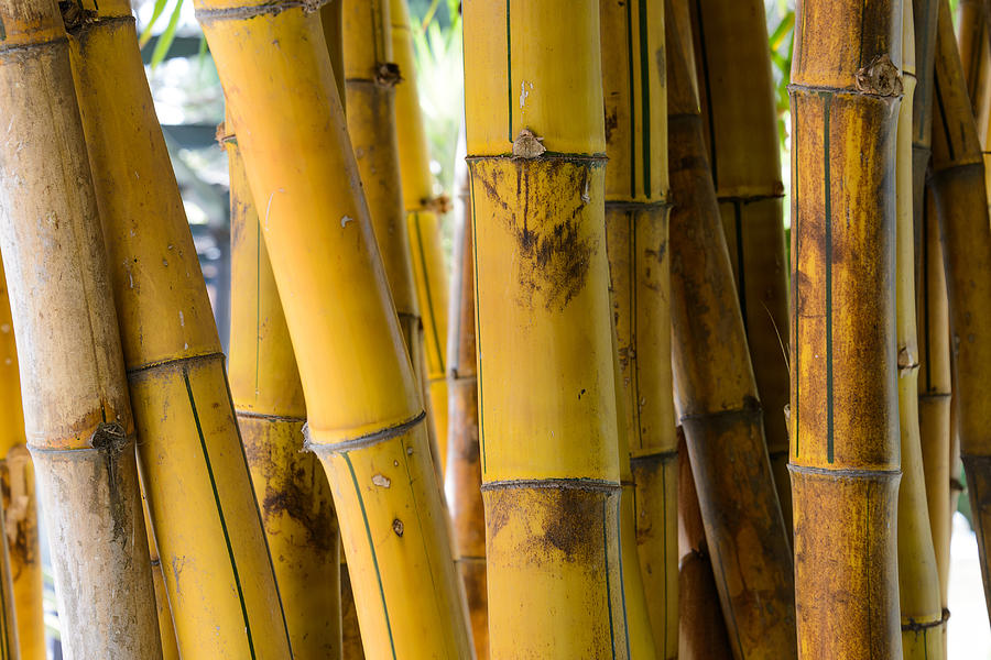 Bamboo Photograph by Dutourdumonde Photography