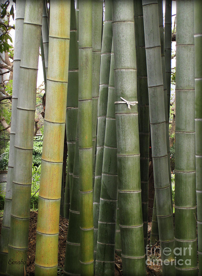 Bamboo Photograph by Eena Bo