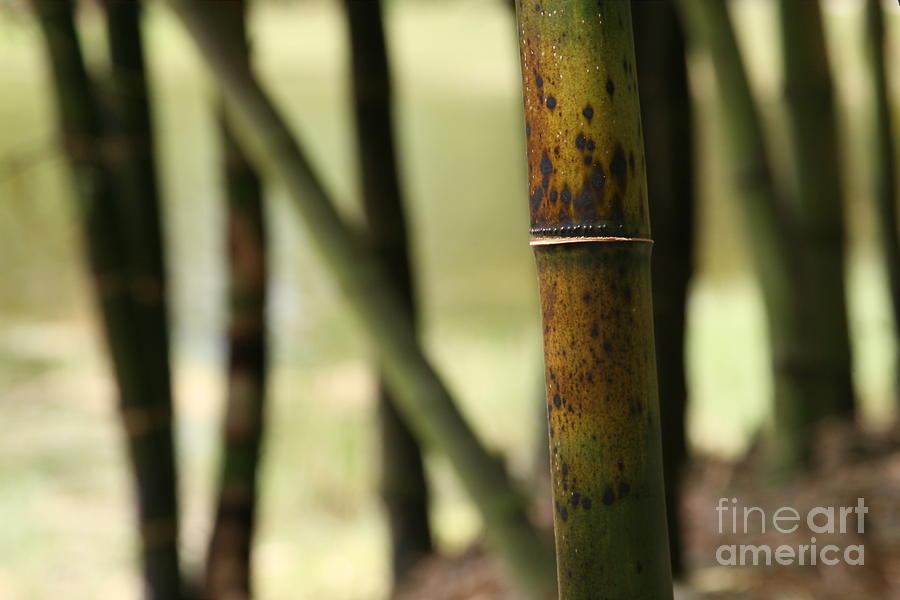 Nature Photograph - Bamboo by Elisa Yinh