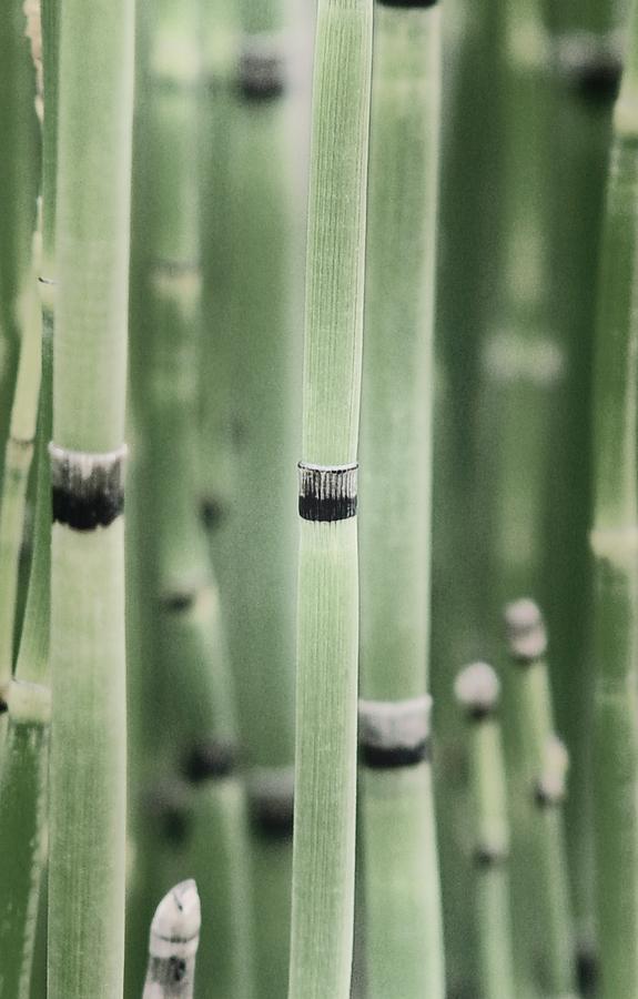 Bamboo Photograph by Elizabeth Sullivan