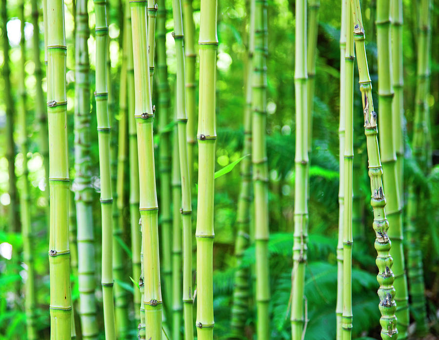 Bamboo Photograph by Enjoynz