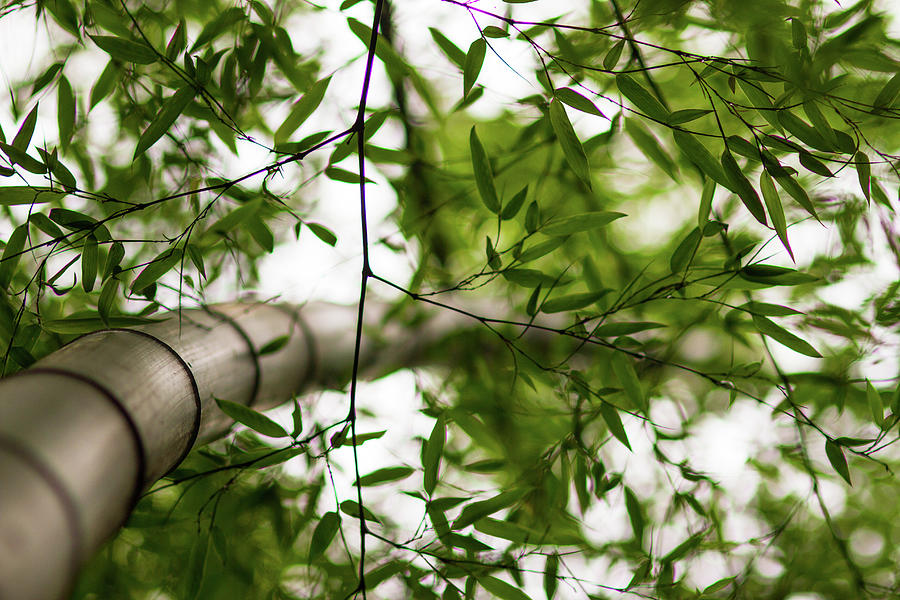 Bamboo Extending Through Branches Photograph by Universal Stopping Point Photography