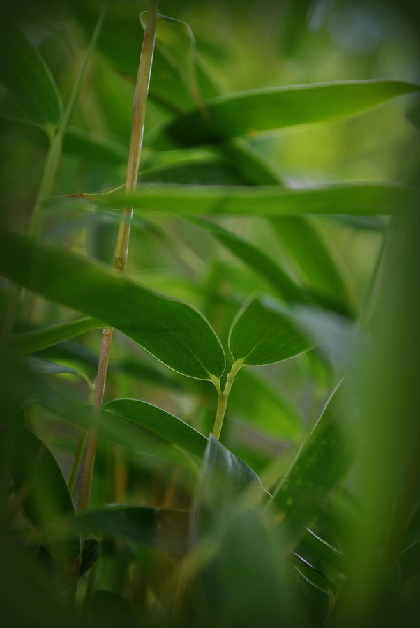 Bamboo Fargesia murielae Photograph by Nathan Abbott