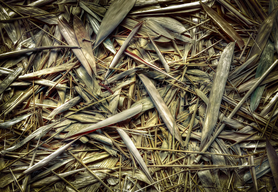 Bamboo Floor Photograph by Wayne Sherriff