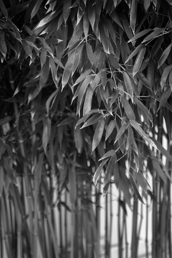 Bamboo Foliage and Canes Photograph by Nathan Abbott
