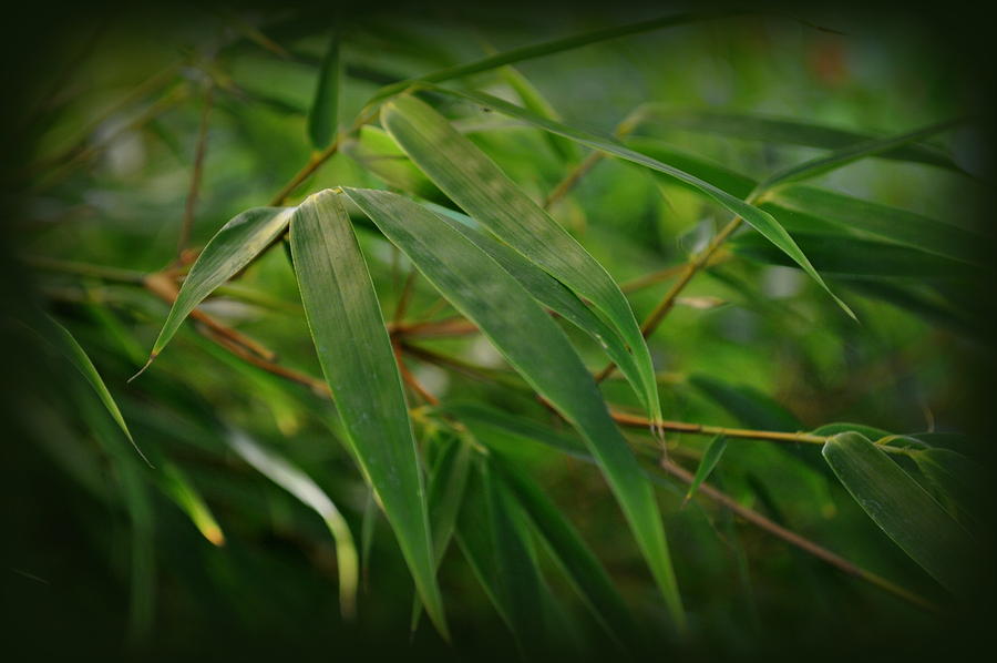 Bamboo Foliage Fargesia dracocephala Rufa Photograph by Nathan Abbott