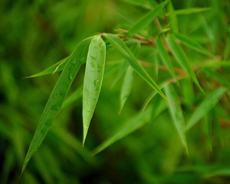 Bamboo Foliage with Raindrops Photograph by Nathan Abbott