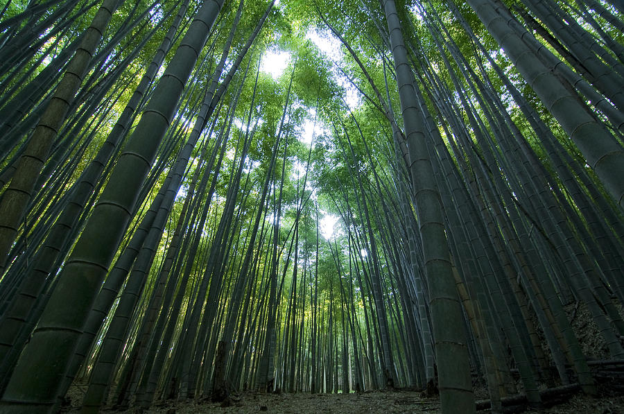 Landscape Photograph - Bamboo Forest by Aaron Bedell