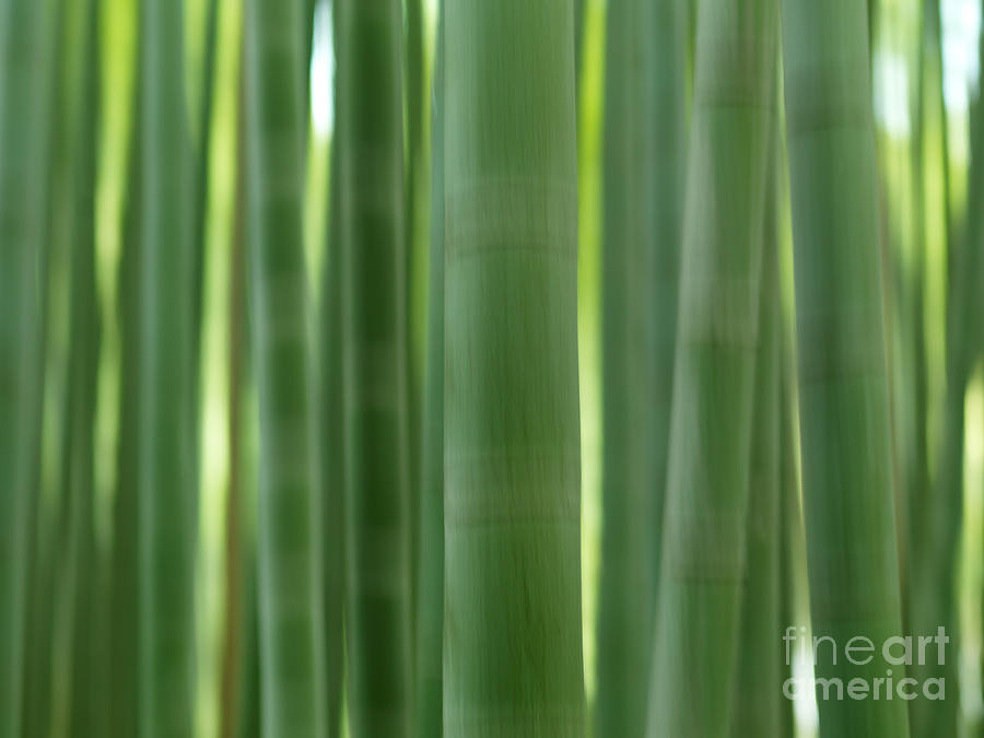 Bamboo forest abstract closeup of stems Photograph by Maxim Images Exquisite Prints