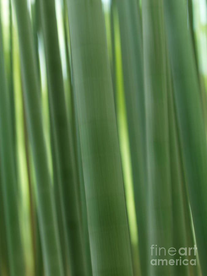 Bamboo forest abstract closeup Photograph by Maxim Images Exquisite Prints
