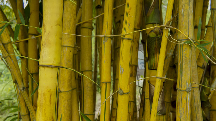 Abstract Photograph - Bamboo Forest by Aged Pixel