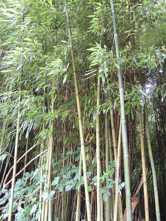 Bamboo Forest Photograph by Anastasia Konn - Fine Art America