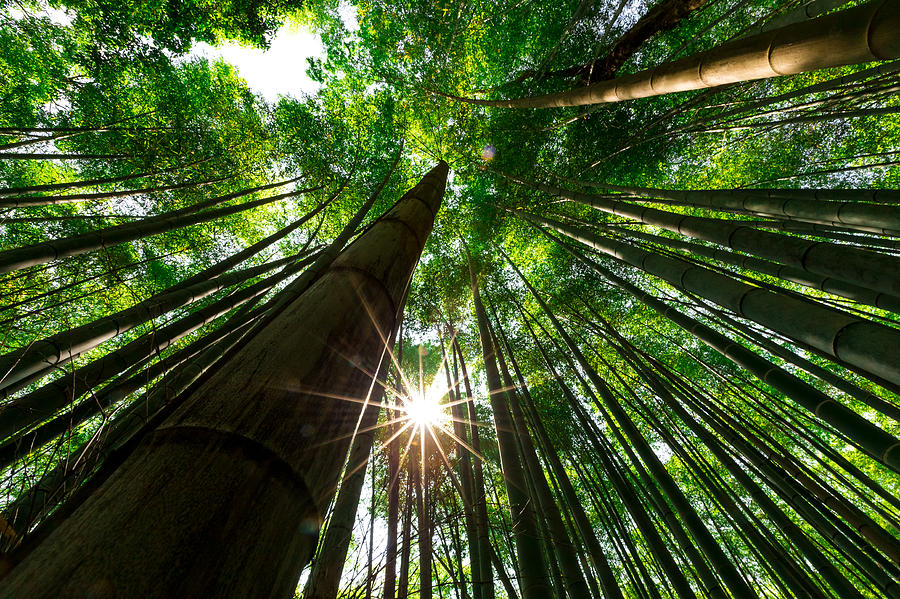 Bamboo Forest, Arashiyama, Kyoto, Japan Photograph by GCShutter