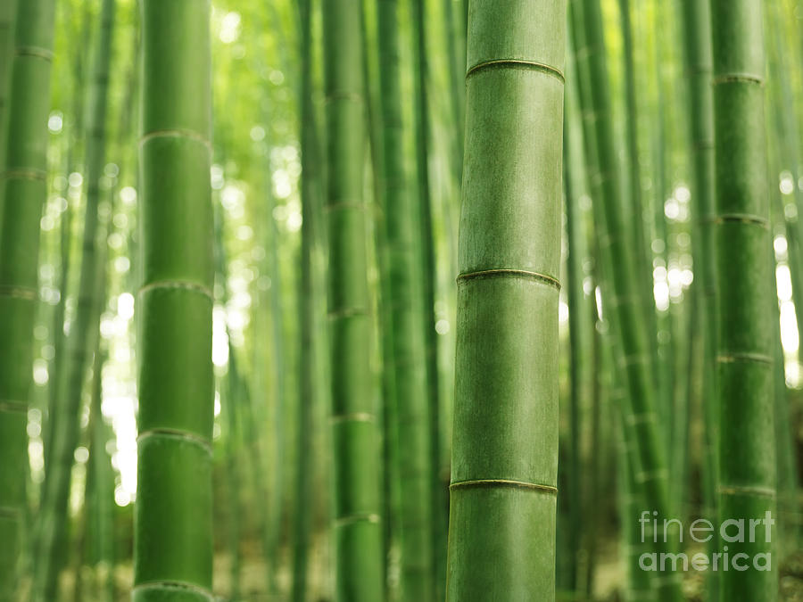 Abstract Photograph - Bamboo forest background by Maxim Images Exquisite Prints