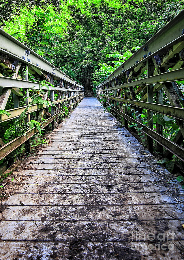 Jungle Photograph - Bamboo Forest Bridge by Edward Fielding