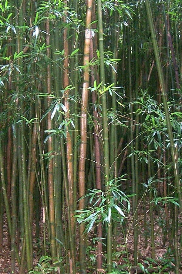 Bamboo Forest Photograph by Cornelia DeDona