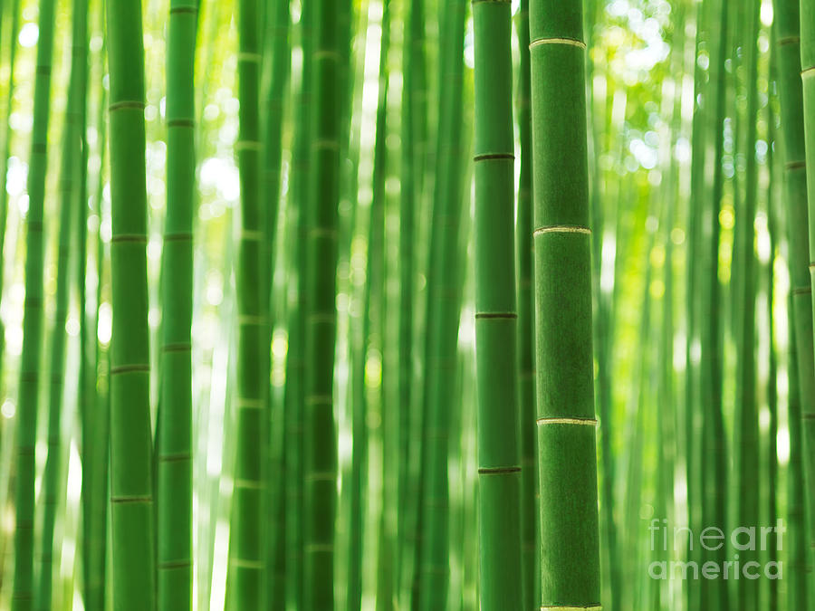 Bamboo forest culms closeup abstract background Photograph by Maxim Images Exquisite Prints