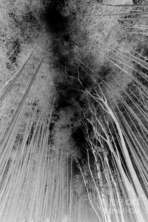 Bamboo Forest Photograph by David Bearden