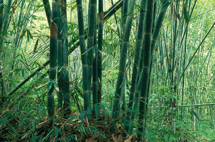Bamboo Forest Photograph by F. Stuart Westmorland