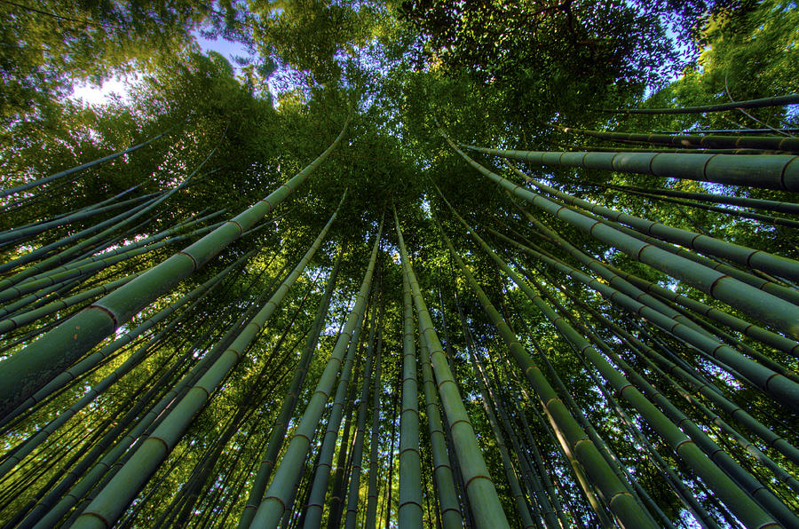 Bamboo Forest horizontal Photograph by Matt Swinden