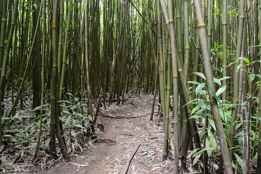 Bamboo Forest in Maui Hawaii Photograph by Brandon Bourdages