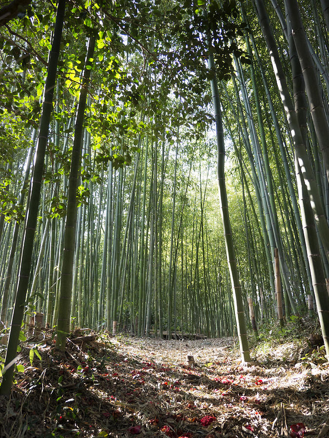 Nature Photograph - Bamboo Forest by John Wong