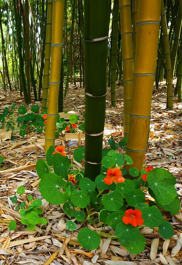 Bamboo Forest Photograph by Julia Ivanovna Willhite