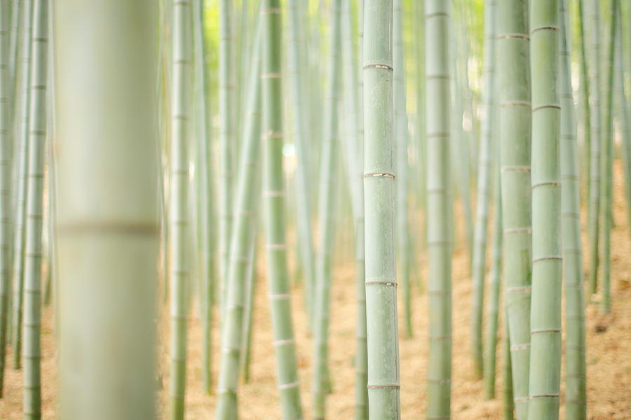 Bamboo Forest Photograph by Kanekodaidesignoffice Caramel