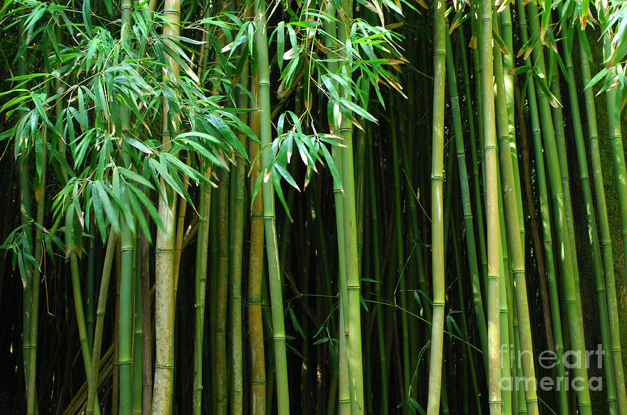 Bamboo Forest Maui Photograph by Bob Christopher
