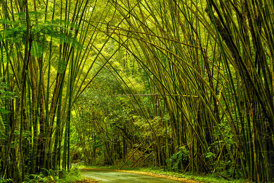 Bamboo Forest Photograph by Mitch Cat