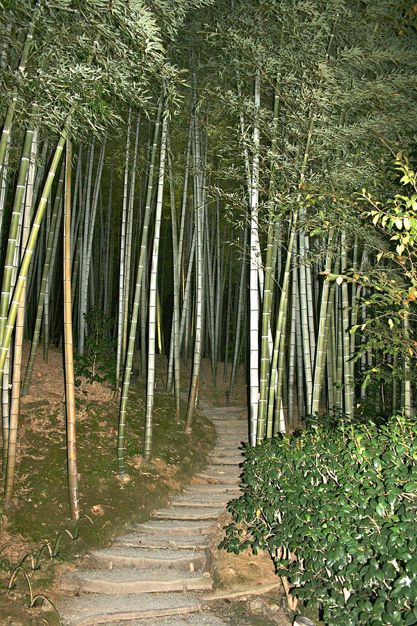 Bamboo Forest Pathway Photograph by Angela Bushman