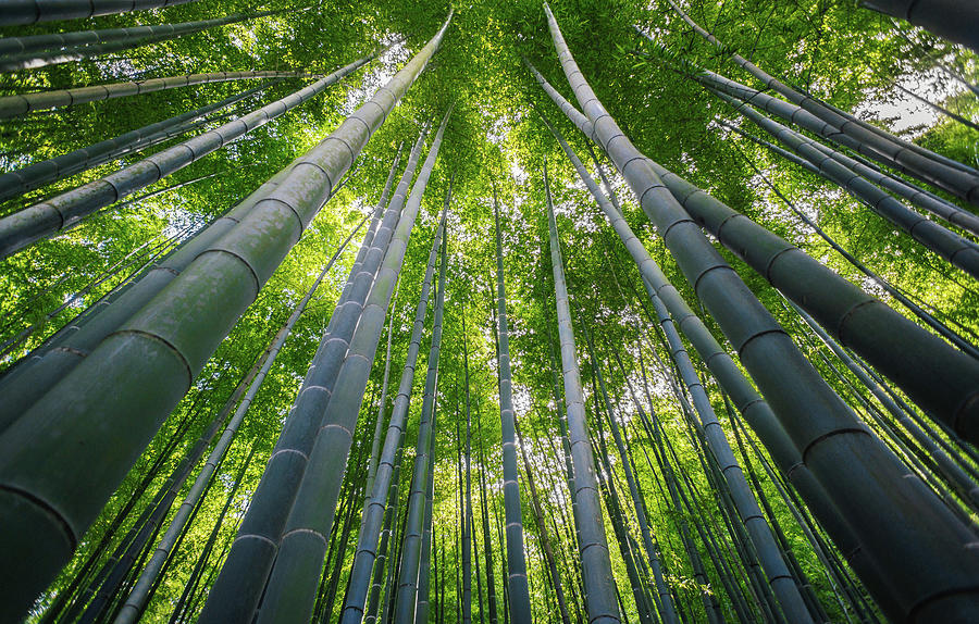 Bamboo Forest by Photography By Martin Irwin