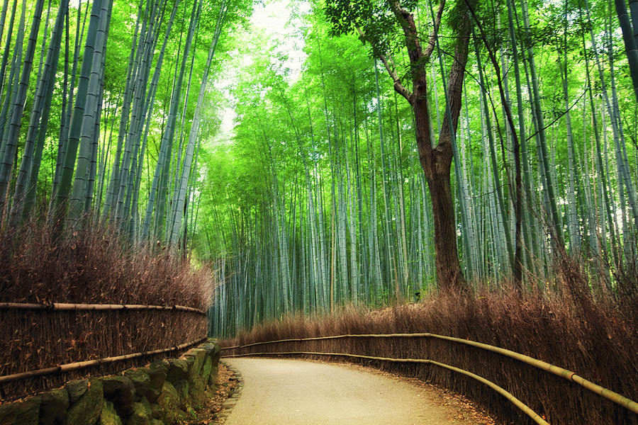 Bamboo Forest Saga Arashiyama Photograph by Lesleygooding