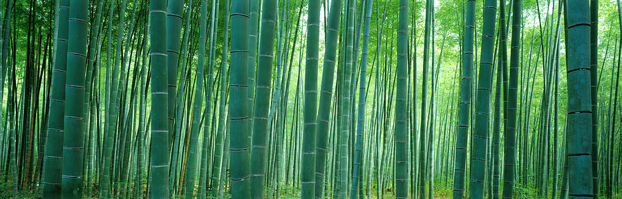 Bamboo Forest, Sagano, Kyoto, Japan Photograph by Panoramic Images - Pixels