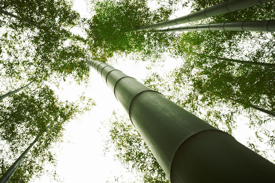 Bamboo Forest Photograph by Sandsun