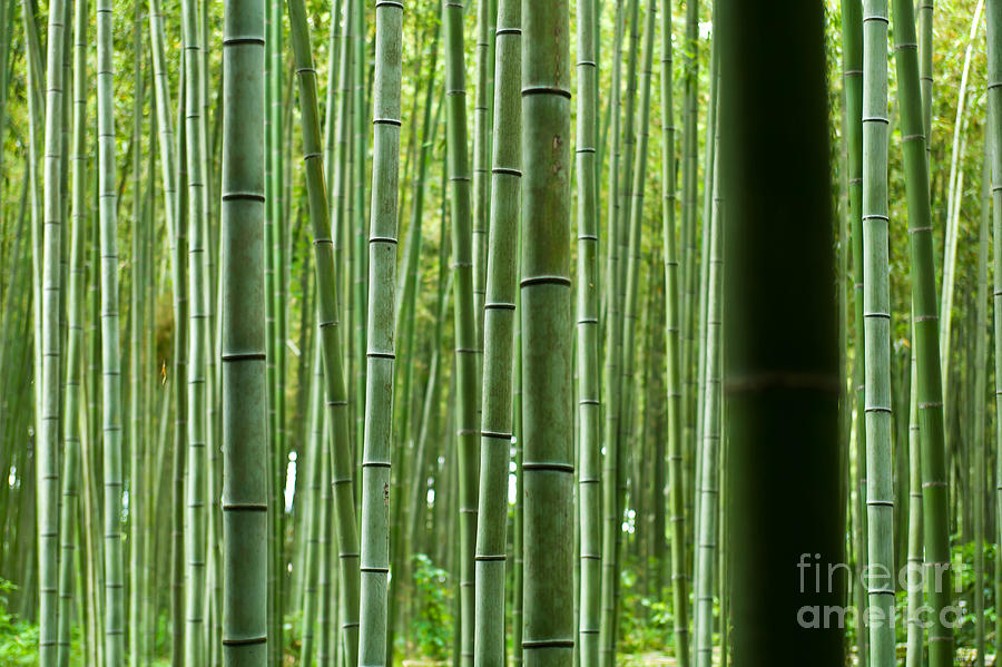 Bamboo Forest Photograph by Scott Kerrigan