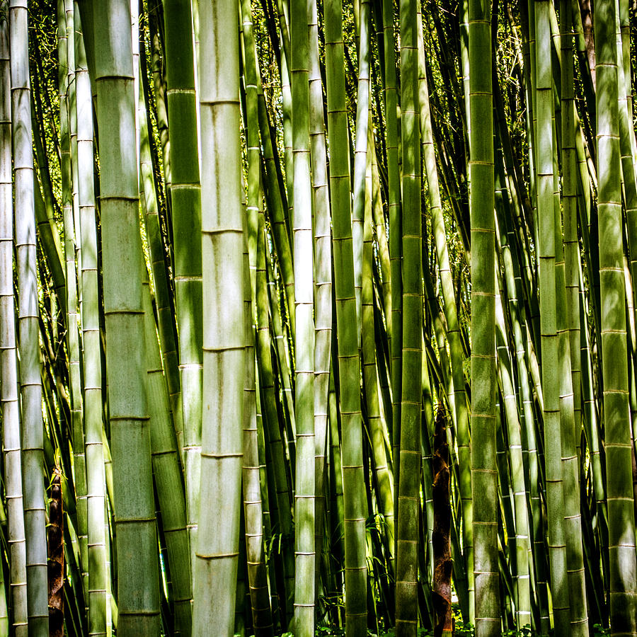 Bamboo Forest Square Photograph by Oliver Thom - Fine Art America