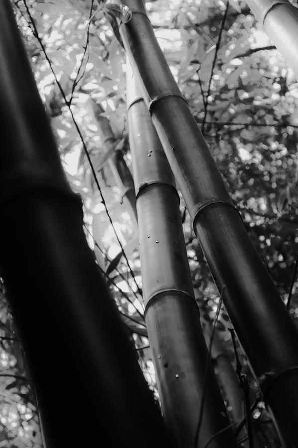 Bamboo Forest Photograph by Tara Miller - Fine Art America