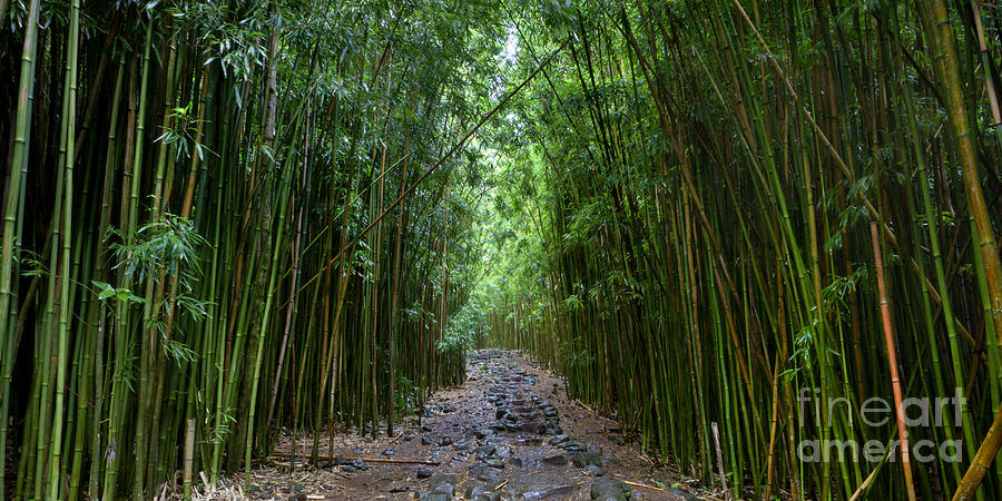Bamboo Forest Photograph - Bamboo Forest Trail Hana Maui by Dustin K Ryan