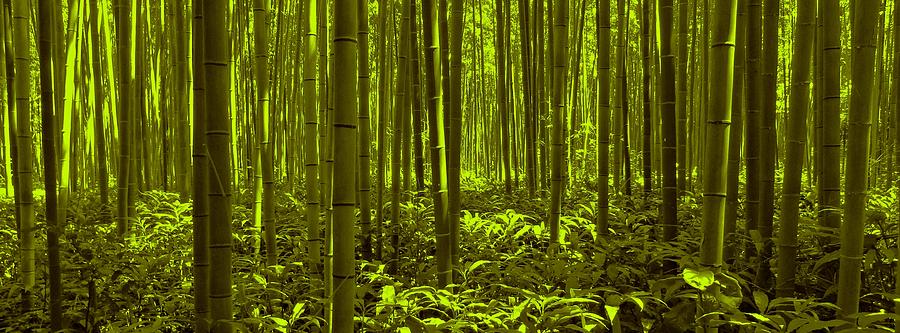 Bamboo Forest Twilight  Photograph by David Dehner