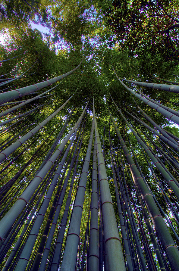 Bamboo Forest verticle Photograph by Matt Swinden